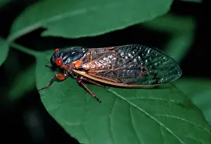 Periodical: Periodical Cicada
