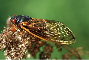 Cicadas: PERIODICAL CICADA - ON PLANT