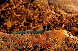 Beneath: Peripatus / Velvet worm - (Phylum: Onychophora)