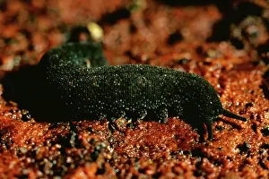 Annelid: Peripatus / Velvet worm - ( Phylum: Onychophora)