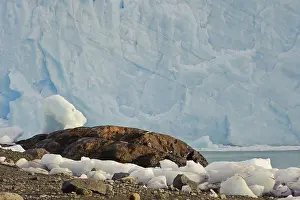 Moreno: Perito Moreno Glacier