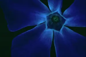 Vinca: Periwinkle