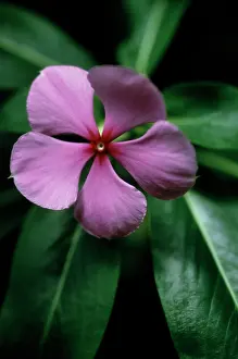 Periwinkle: Periwinkle