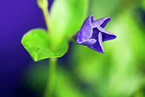 Vinca: Periwinkle