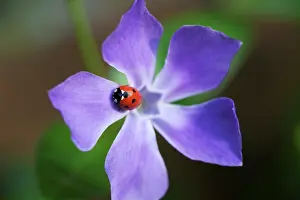 Vinca: Periwinkle