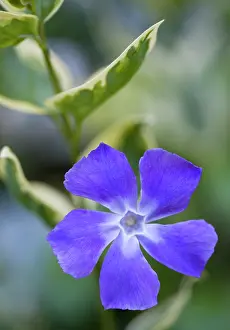 Vinca: Periwinkle