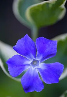 Vinca: Periwinkle