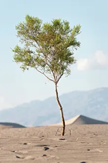 Parched: Periwinkle