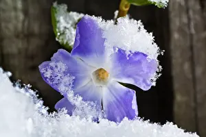 Vinca: Periwinkle