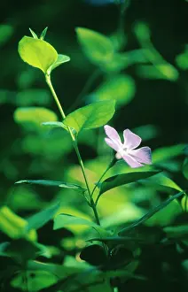 Vinca: Periwinkle