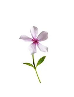 Minor: Periwinkle