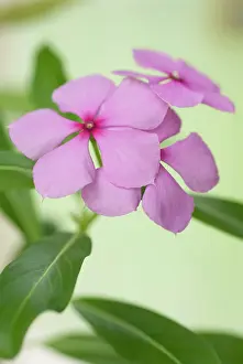 Uncluttered: Periwinkle