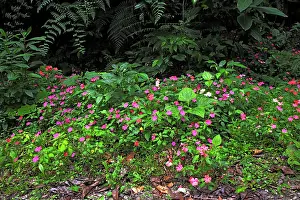 Isidro: Periwinkle flowers - in San Isidro forest