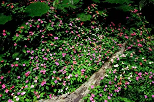Isidro: Periwinkle flowers - in San Isidro forest