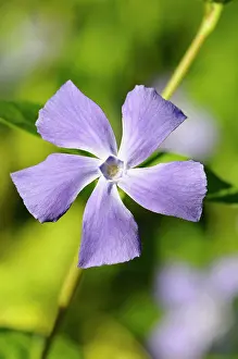 Vinca: Periwinkle, Vinca, Front view of mauve coloured flower growi