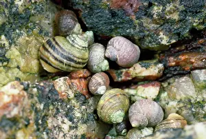 Periwinkle: PERIWINKLES - in seashore rock crevice