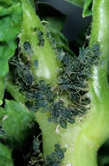 Aphis: Permanent currant aphids