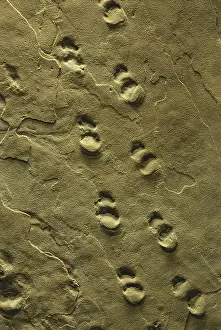 Trace: Permian Animal Tracks