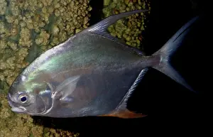 Trachinotus: Permit