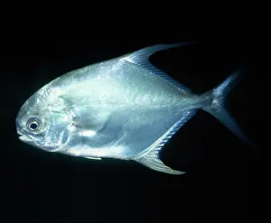Jacks: Permit / Bloch's Pompano Fish - (Jacks)