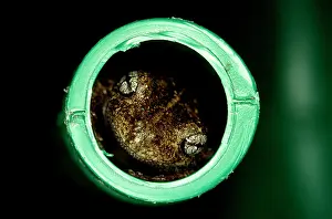 Perons: PeronIs tree frog - inside watering can spout