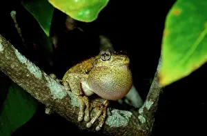 Sacs: PeronIs tree frog - male, calling
