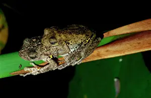 Perons: PeronIs tree frog - pair in amplexus
