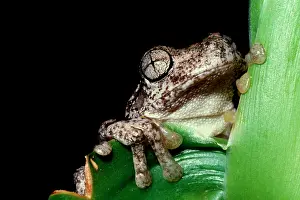 Perons: PeronIs tree frog - showing distinctive eye pattern