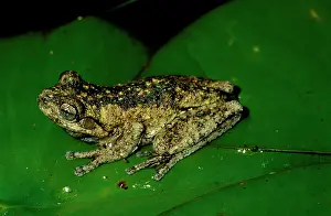 Perons: PeronIs tree frog - showing the distinctive green