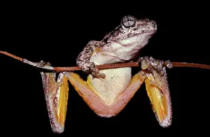 Perons: PeronIs tree frog - showing underside. Can change
