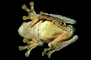 Perons: PeronIs tree frog - on window pane, showing underside