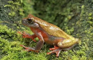 Triangle: Perplexing Treefrog