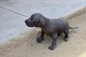 Naked: Perro sin Pelo, Peruvian naked dog, puppy 2 weeks