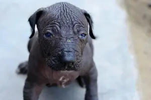 Naked: Perro sin Pelo, Peruvian naked dog, puppy 2 weeks