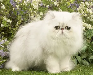 Shaded: Persian black silver shaded cat outdoors
