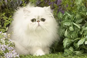Shaded: Persian black silver shaded cat outdoors