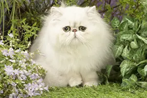 Shaded: Persian black silver shaded cat outdoors