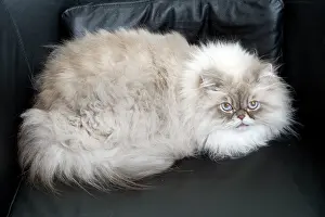 Colourpoint: Persian Blue Colourpoint Cat