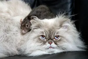 Colourpoint: Persian Blue Colourpoint Cat - and Rat