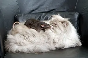 Colourpoint: Persian Blue Colourpoint Cat - and Rat
