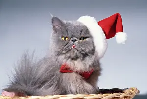 Glamour: Persian Cat