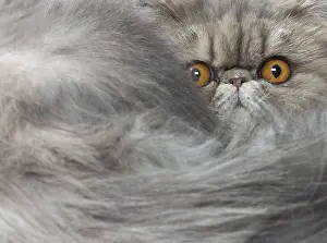 Shock: Persian Cat