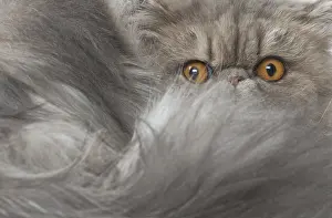Bushy: Persian Cat