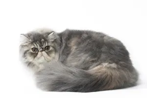 Bushy: Persian Cat