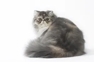 Bushy: Persian Cat