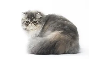 Bushy: Persian Cat
