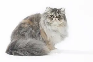 Bushy: Persian Cat