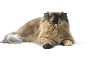 Shock: Persian Cat