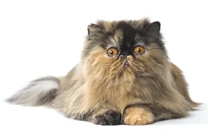 Shock: Persian Cat
