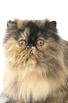 Shock: Persian Cat